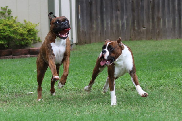 Playing boxers 