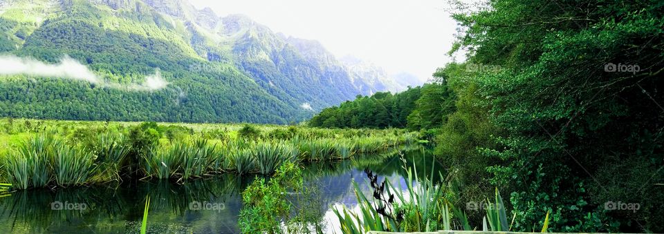 View of forest