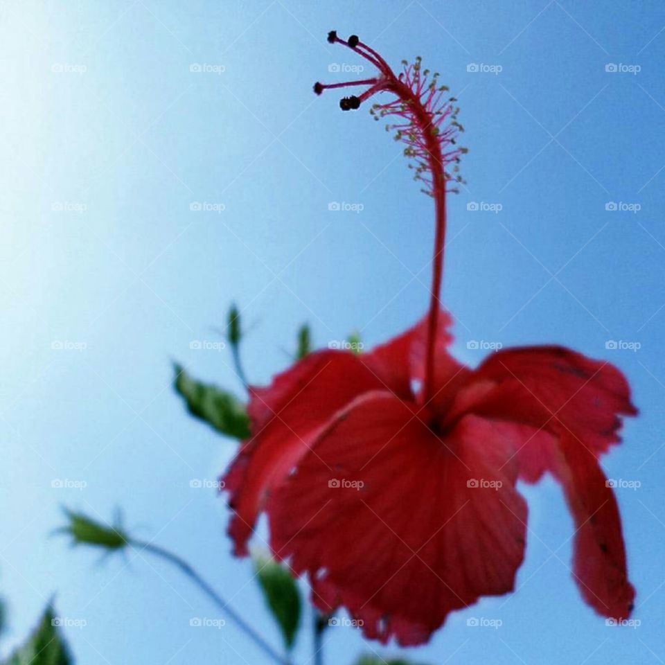 the flower in the wind