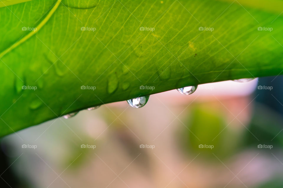 Raindrops 
