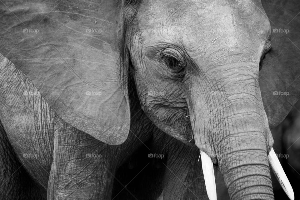 Elephant 