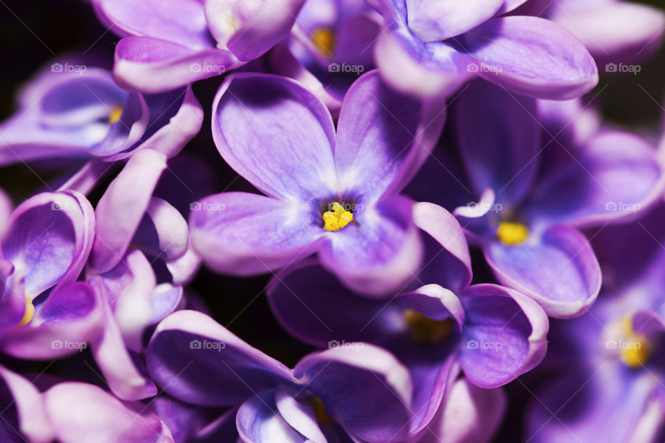 Full of purple little liliac flowers