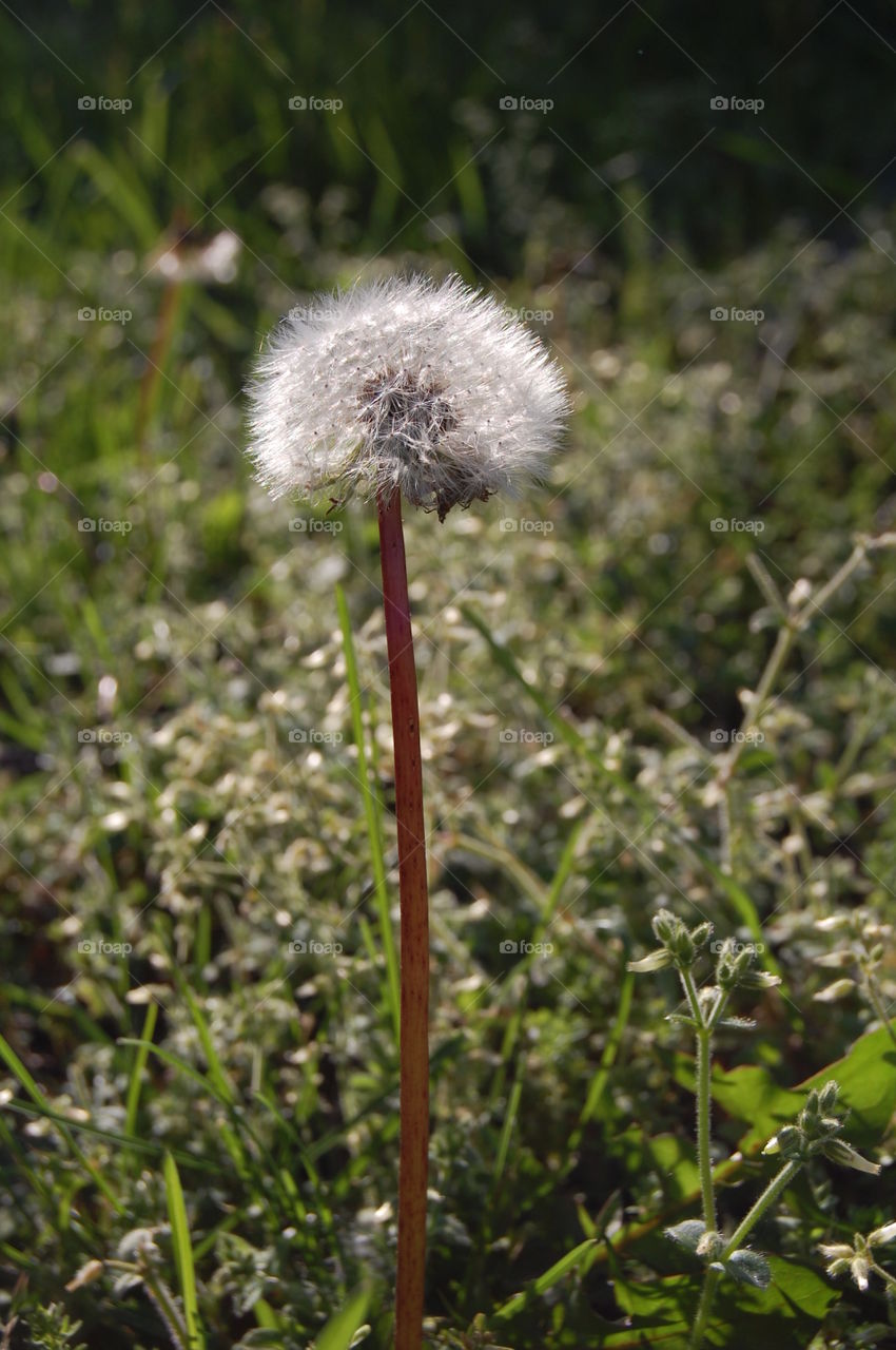 Dandelion