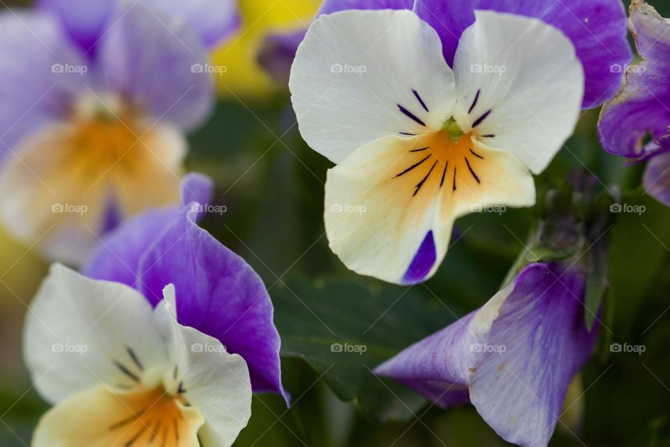 Close-up of pansy flowers