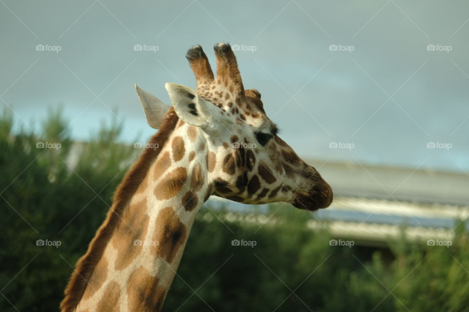 Giraffe, Mammal, Nature, Wildlife, Animal