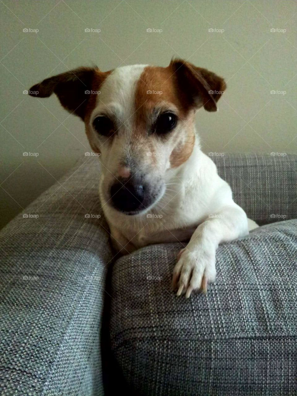cute jack russell terrier dog on couch