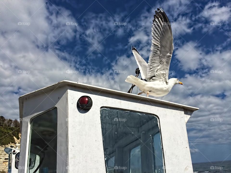 Seagull