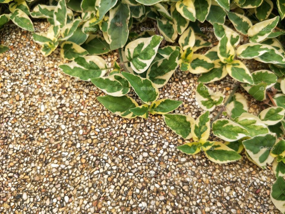 Tree climbers take long on the rocks.