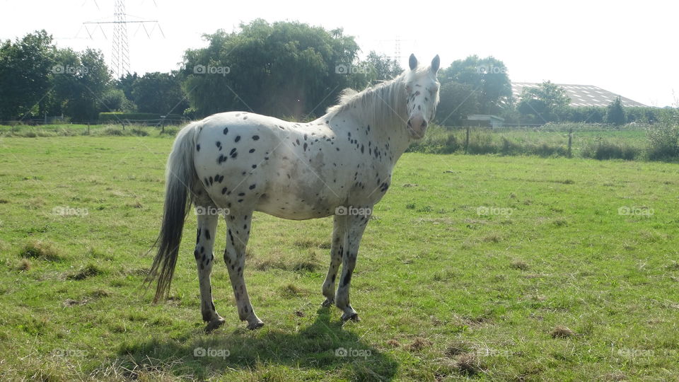 Horse in sunshine summer 