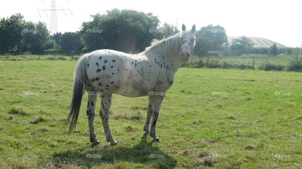 Horse in sunshine summer 