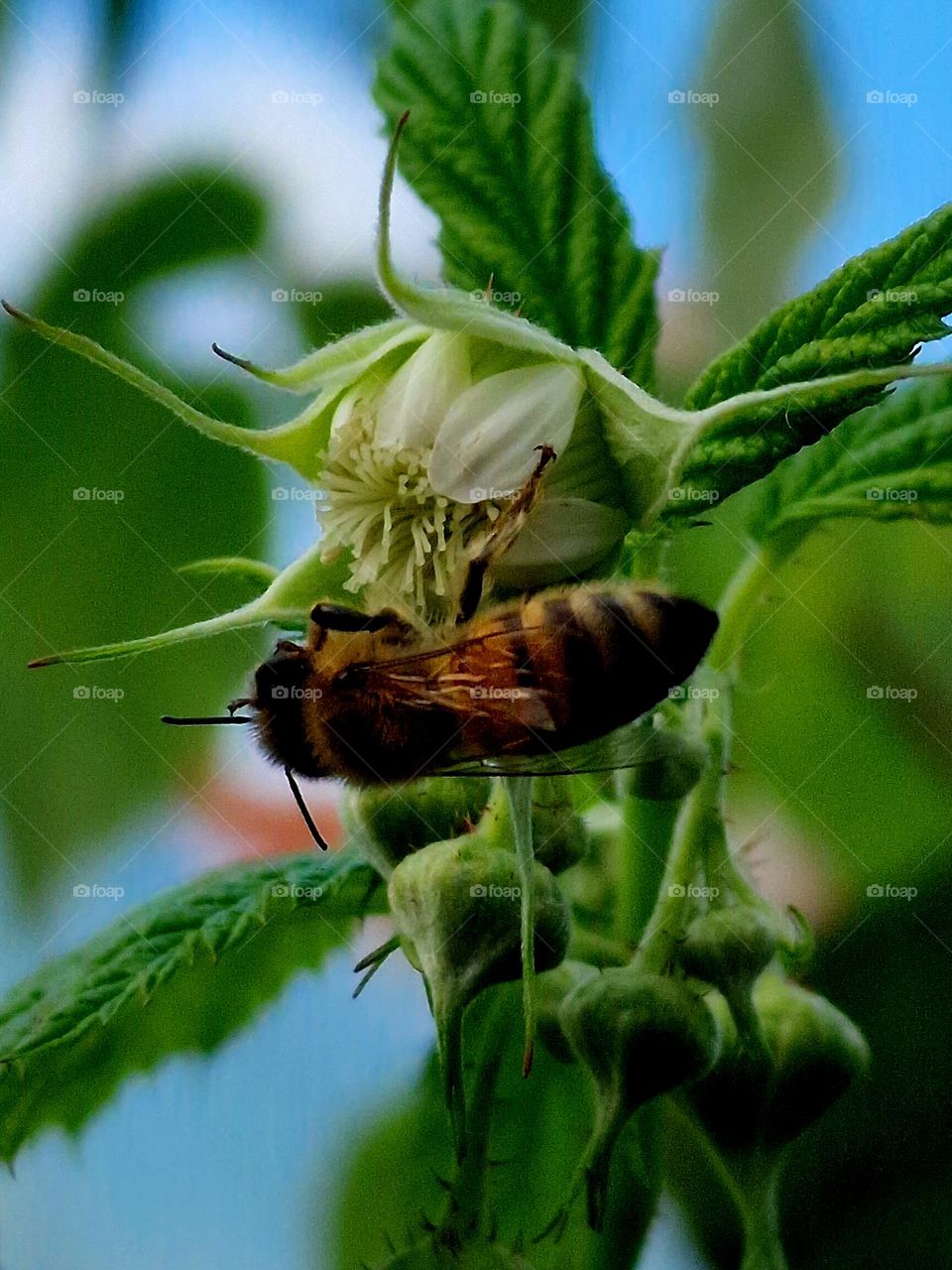 bee in flower