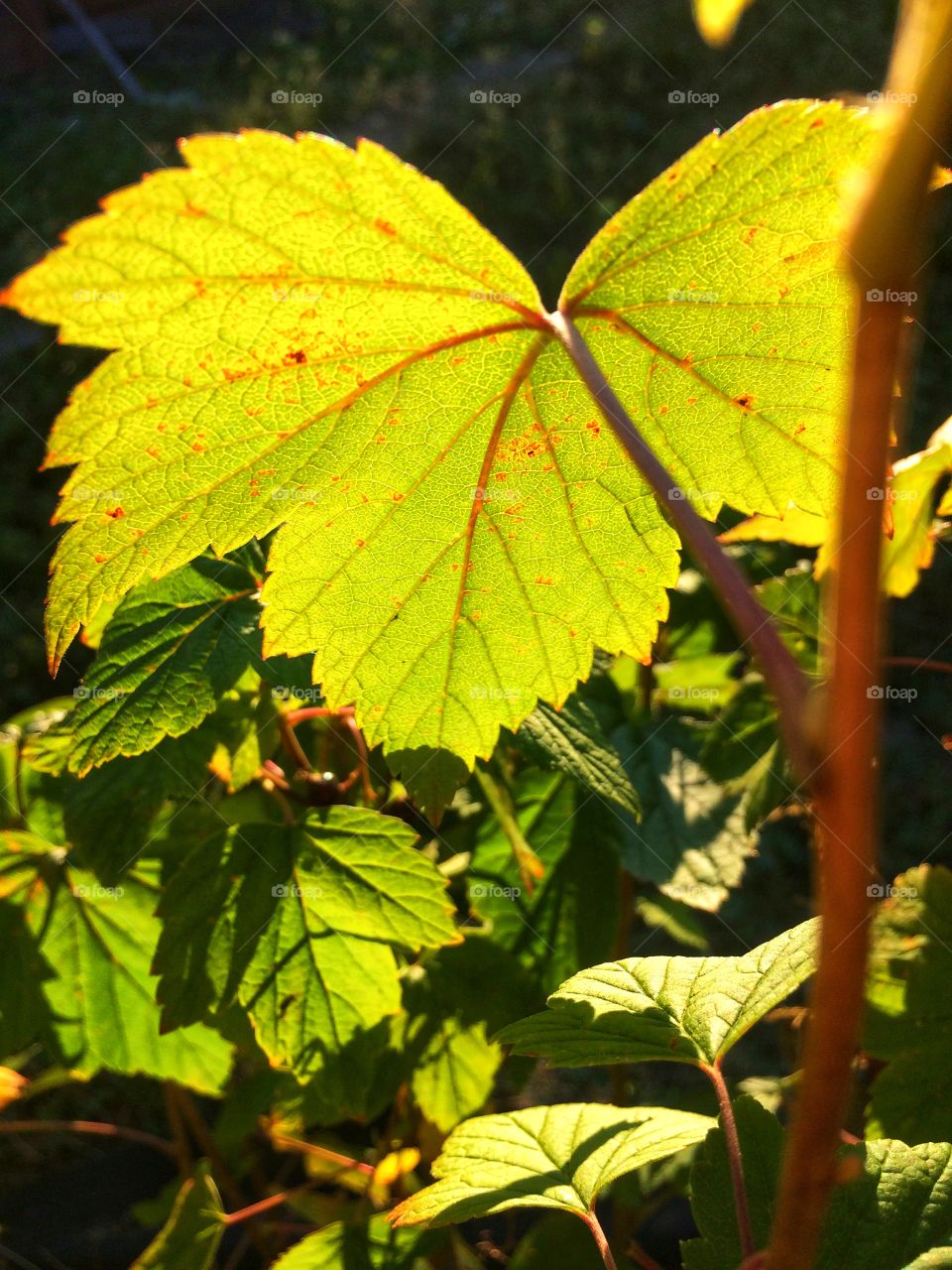 Sunny day green leaf 
