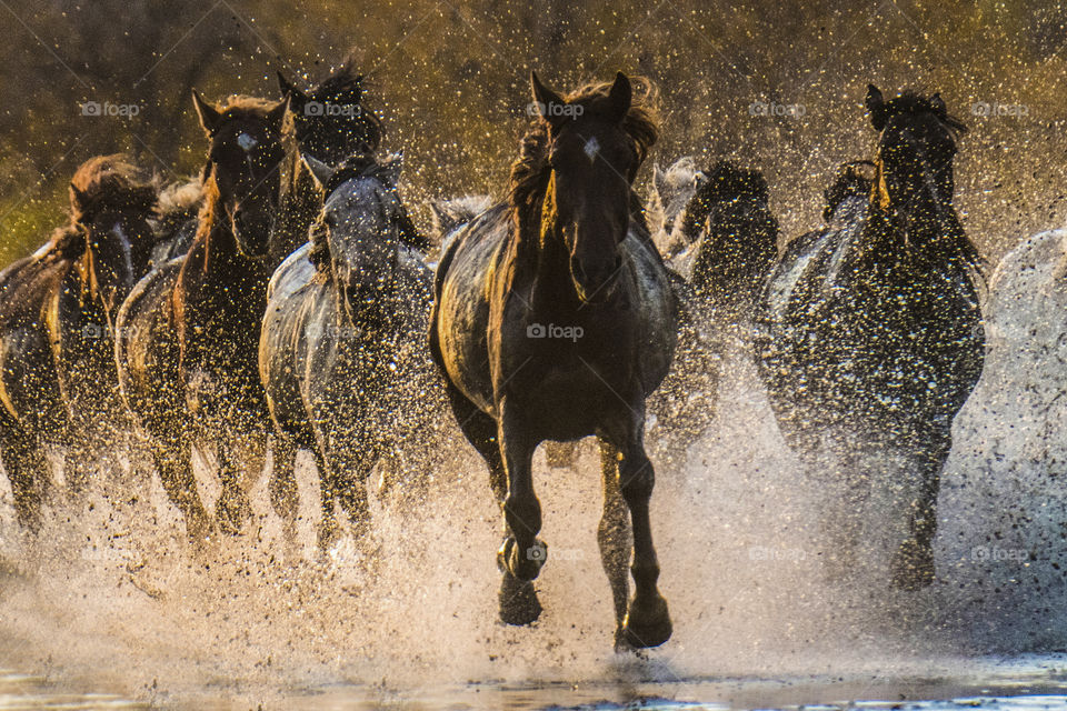 horses running in the river