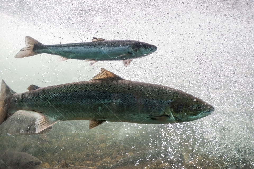 Salmon swimming upstream. Salmo Salar. Atlantic Salmon. Norway. Scandinavia. Salmon in these rivers is a very significant part of the worldwide stock of Atlantic salmon.