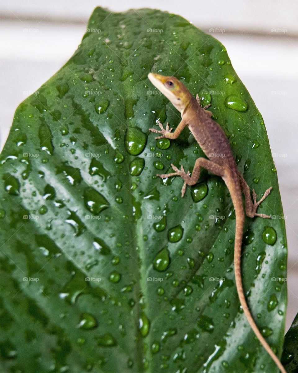 lizard on a leaf after a shower