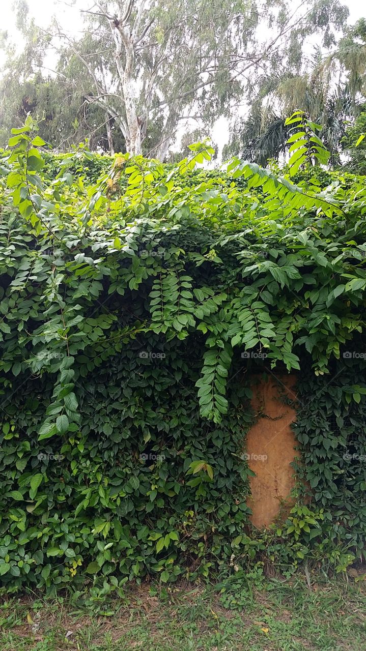 tree hanging out on wall