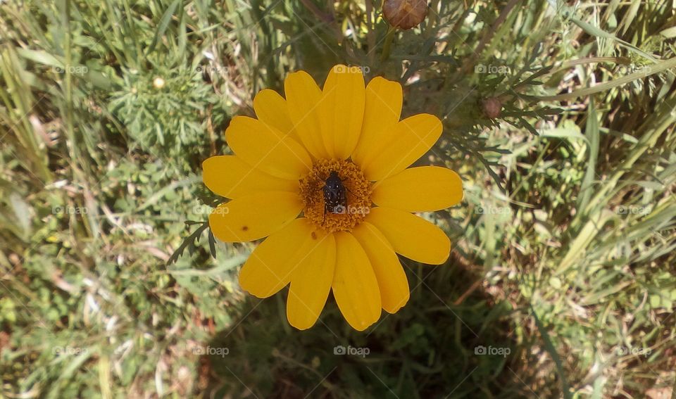 Blooming yellow wildflower in closeup
with bee on the pollen center in garden