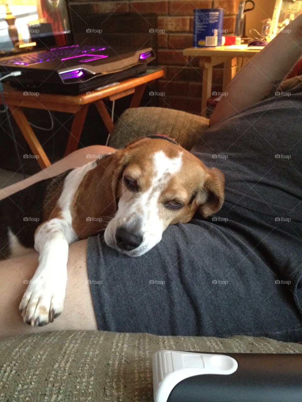 Sleepy beagle