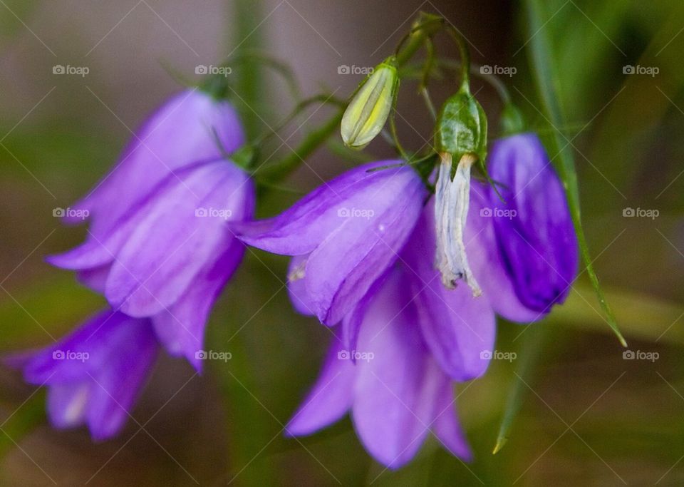 Bluebell flowers