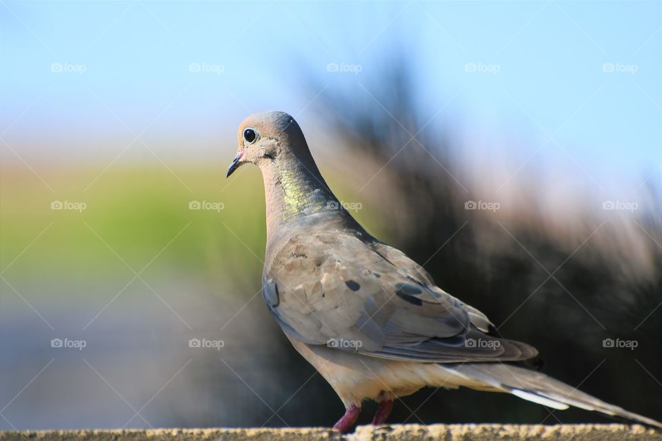 Pigeon