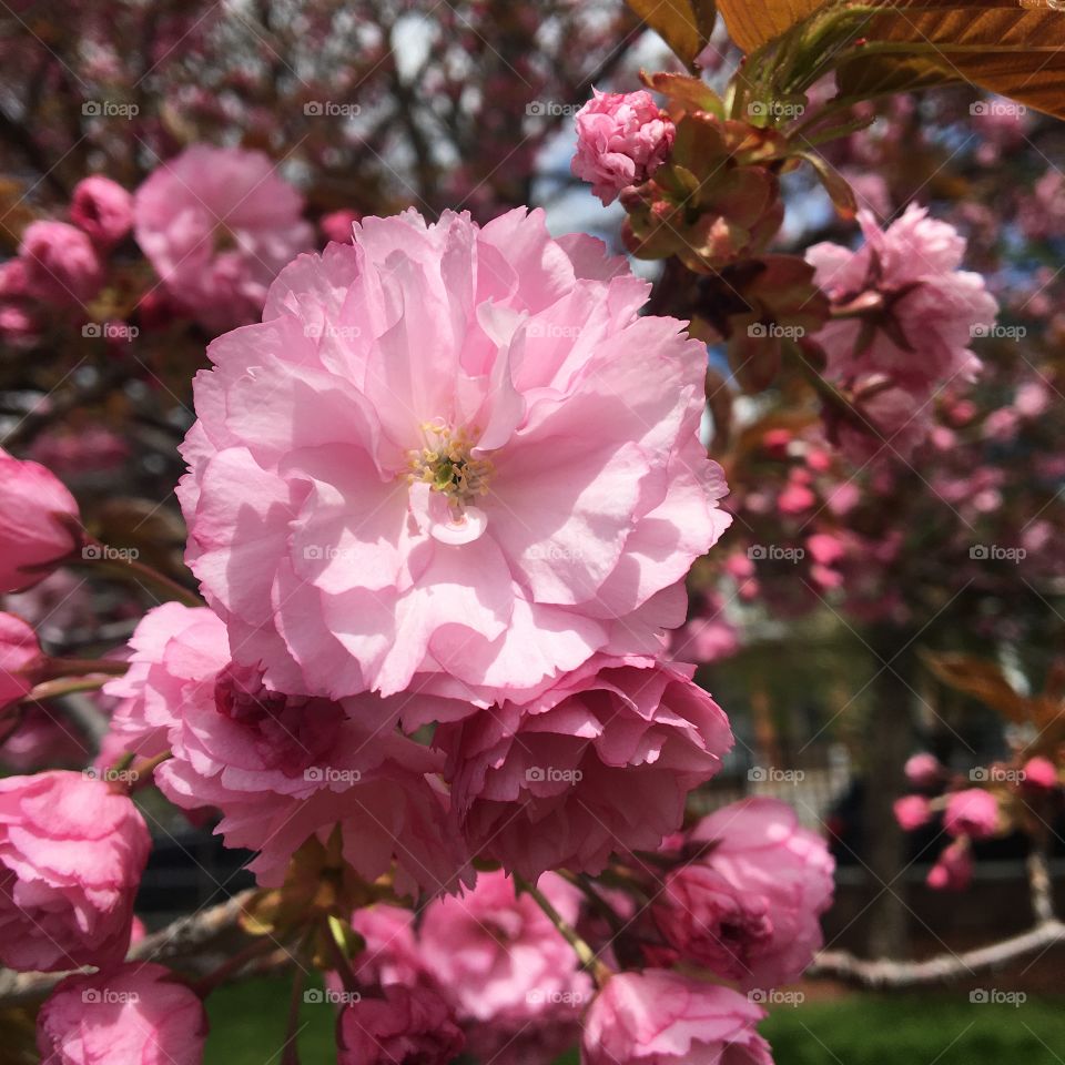 Cherry blossoms on sunny April day