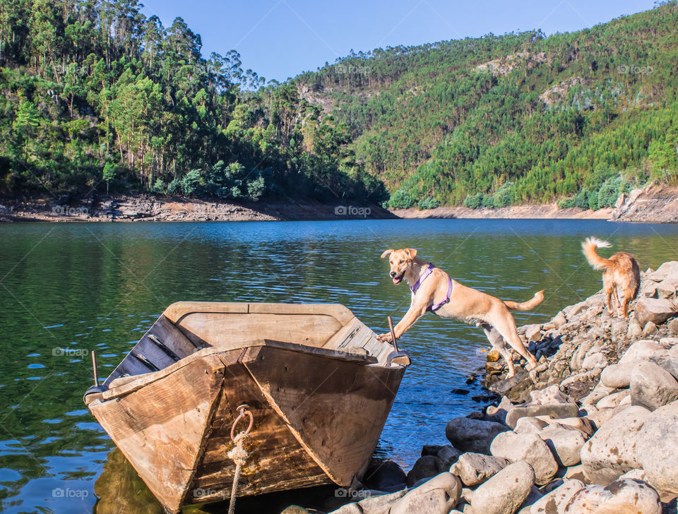 Our dog “Pirate” tries to board this vessel in hopes of capturing some booty, whilst our other dog “Effy” pretends not to know him, all set in a picturesque river landscape