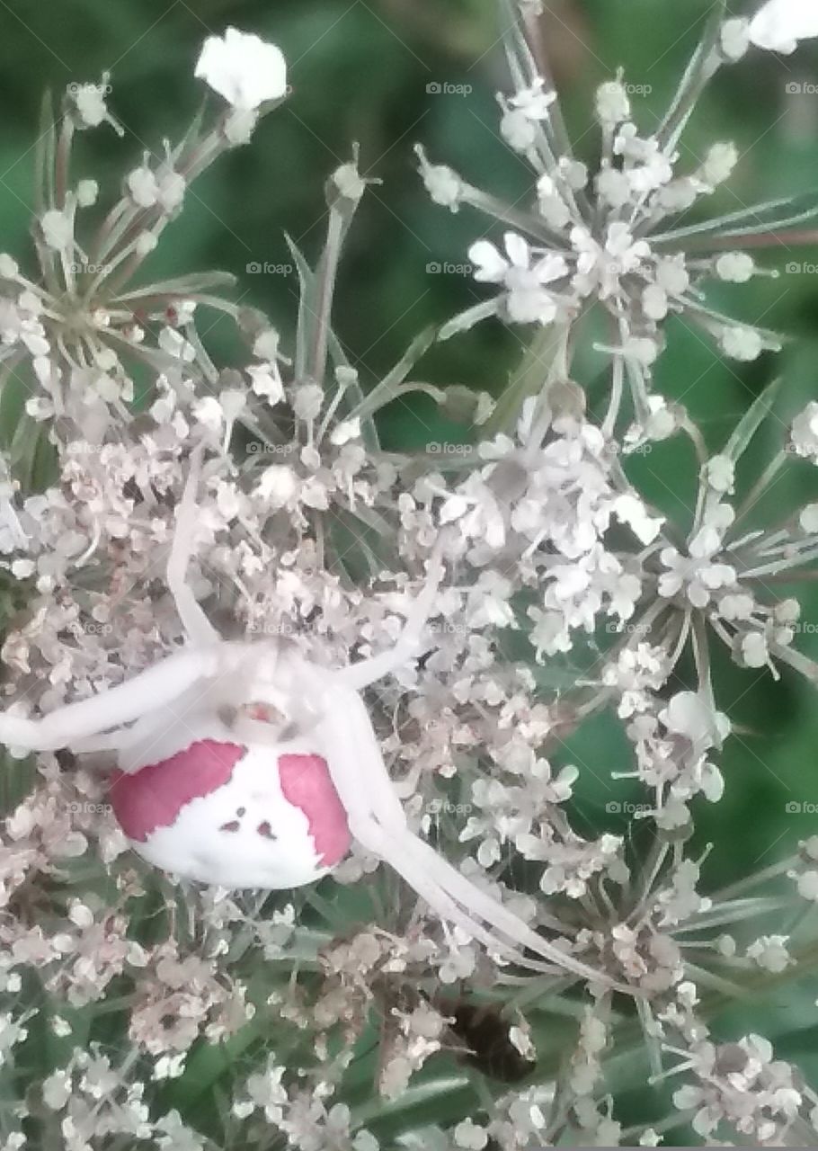 Queen Anne's Lace, pink spider