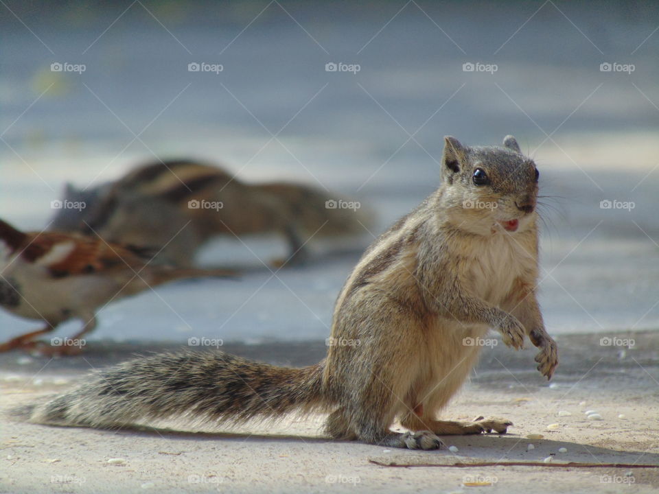 squirrel shocked