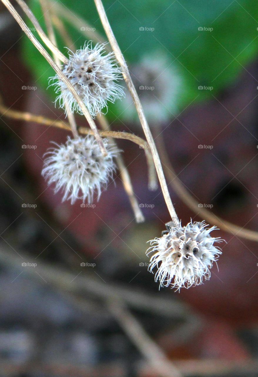 dried seeds after the bloom.