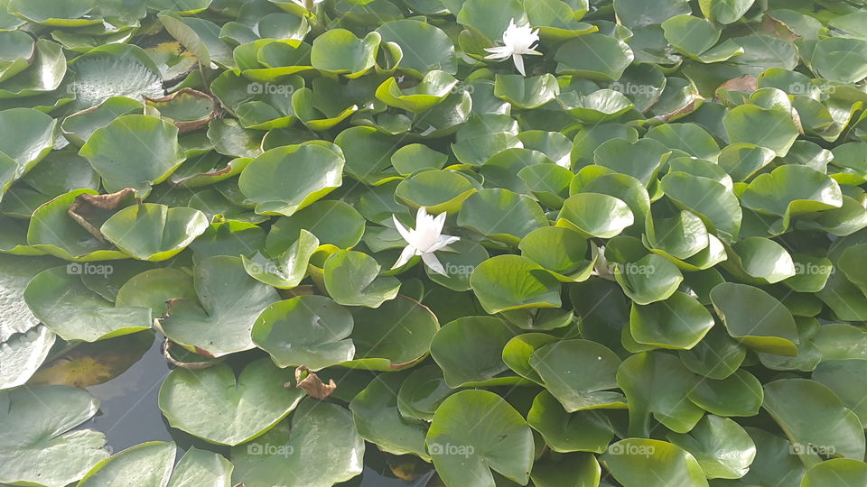 green leafs on water
