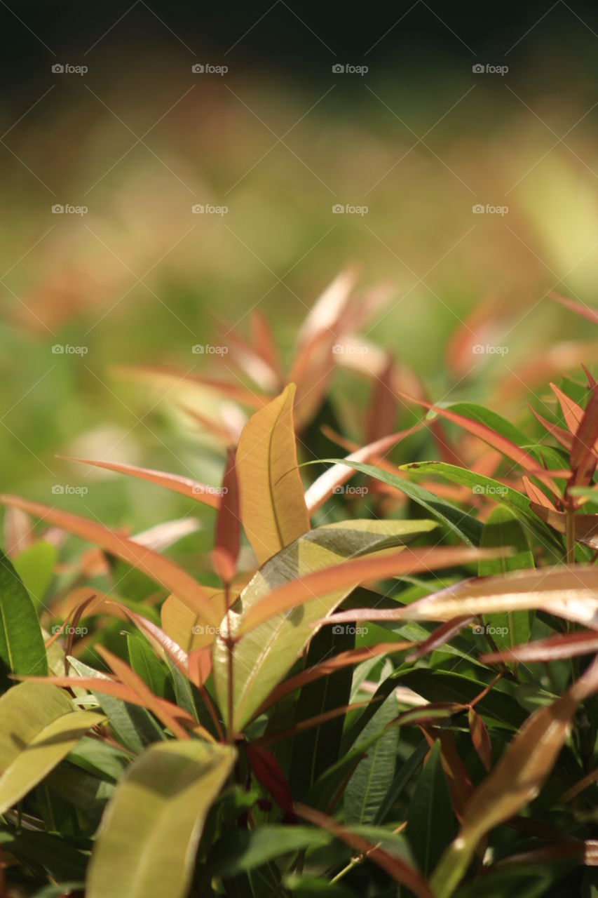 Beautiful young leaf texture