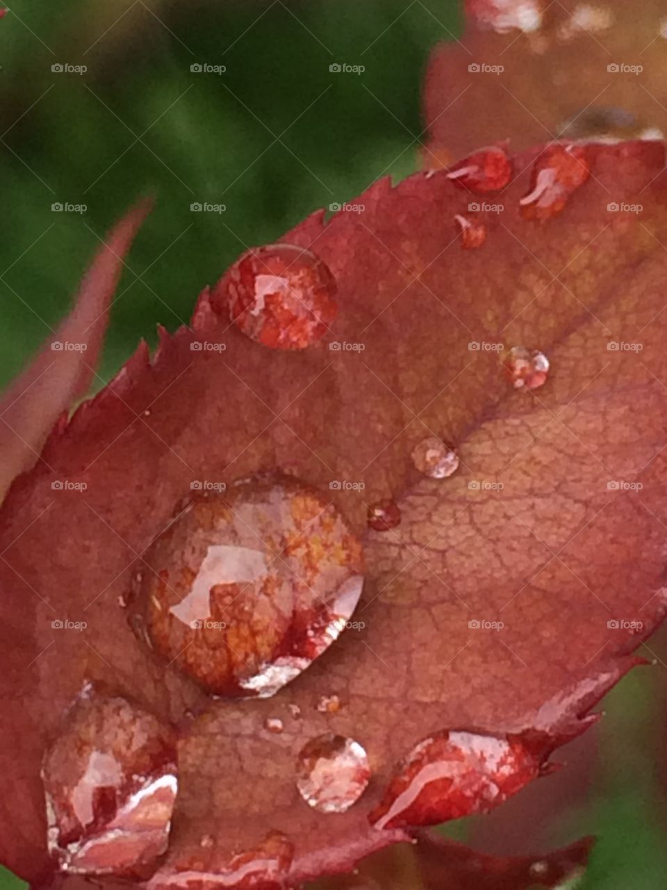 Dew on an Autumn leaf