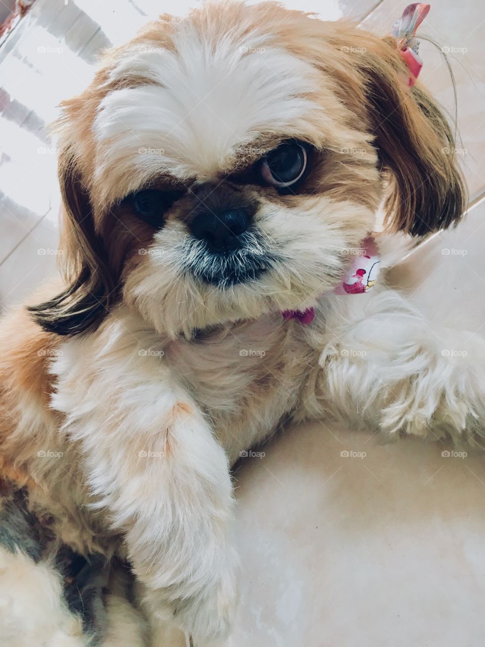 Nossa cachorrinha Pepita, toda preguiçosa, em seu momento “me deixa quietinha, poxa...”