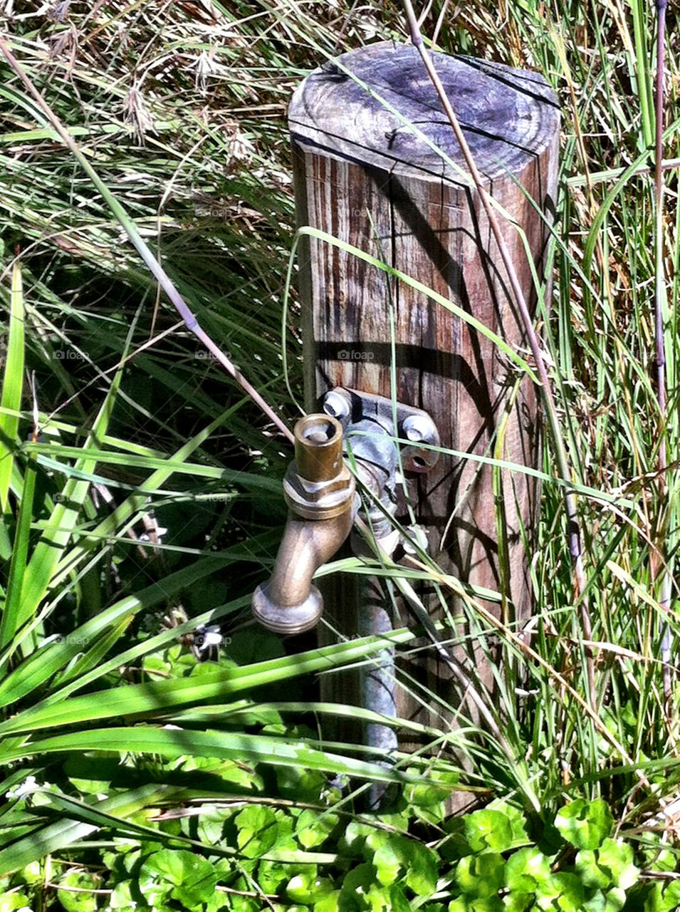 Nature, Grass, Summer, Flora, Wood