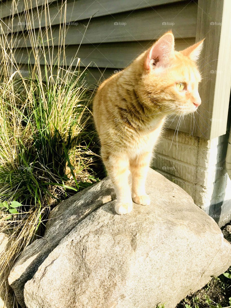 Darling orange tabby cat enjoying exploring all around outside in yard on beautiful day! 