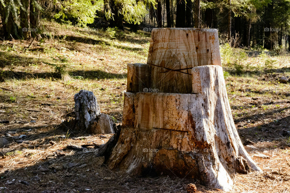Large Chair Cut Into Tree Stump