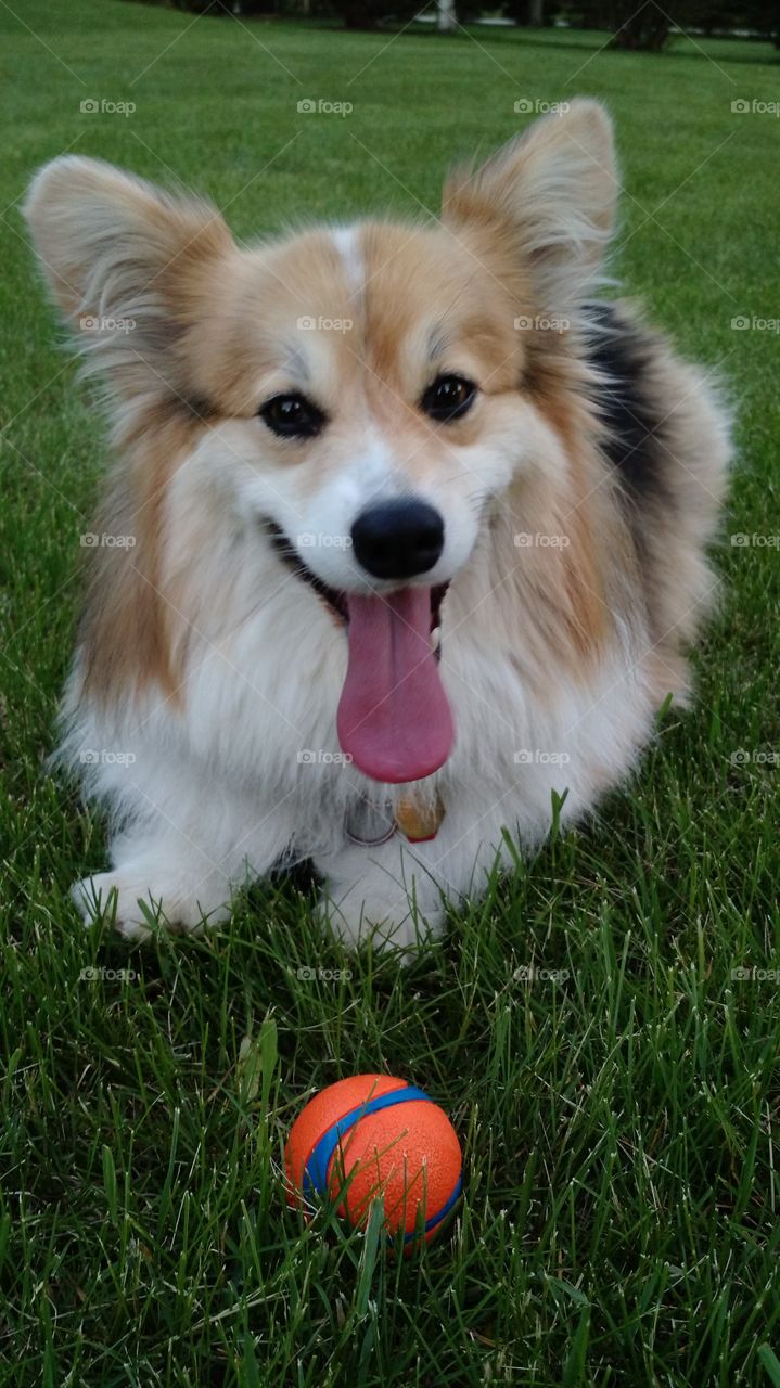 corgi tongue