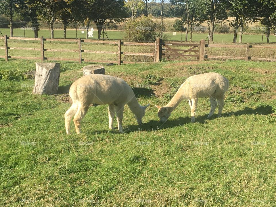 Alpacas eating grass