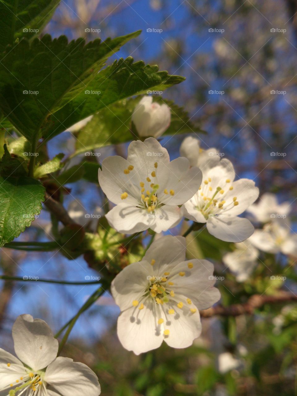 cherry tree blossom