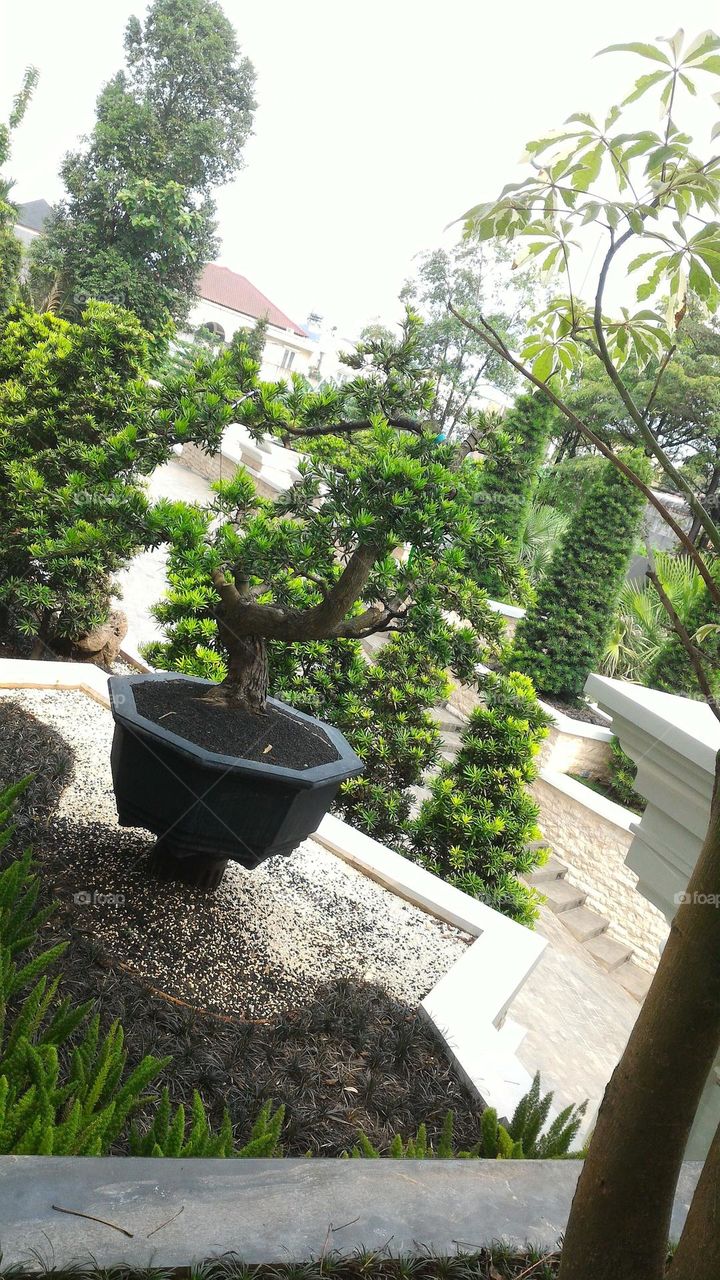 bonsai and potted trees, home garden trees