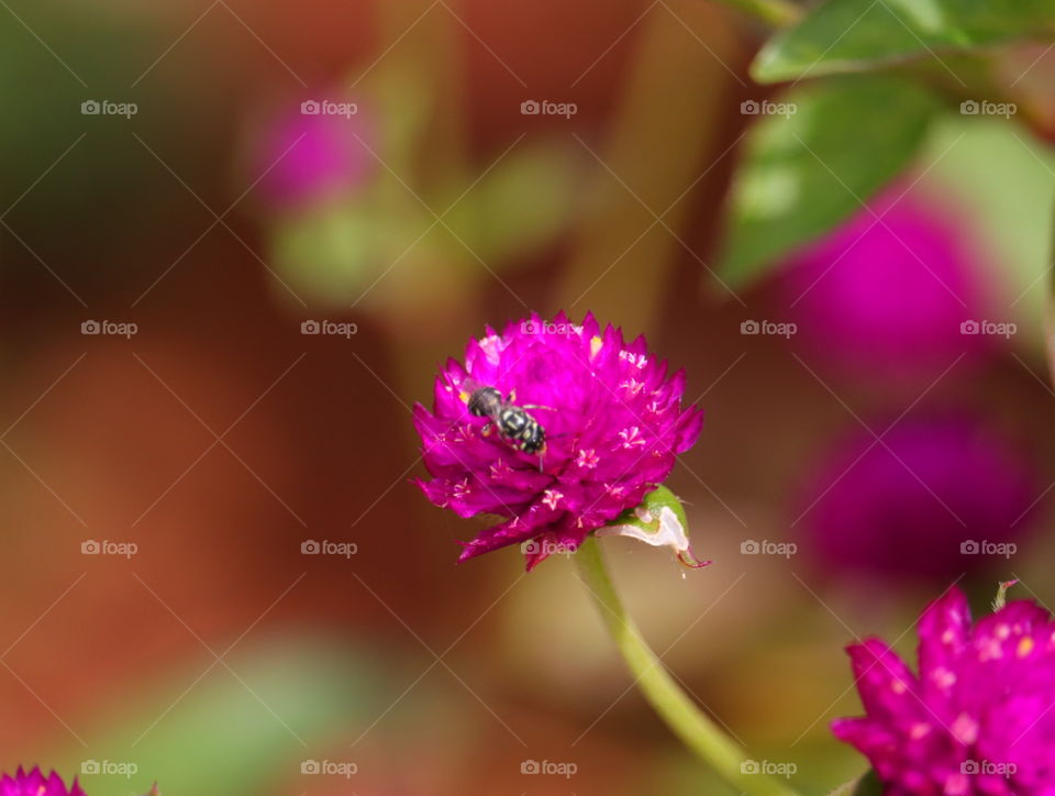 pink and  bee