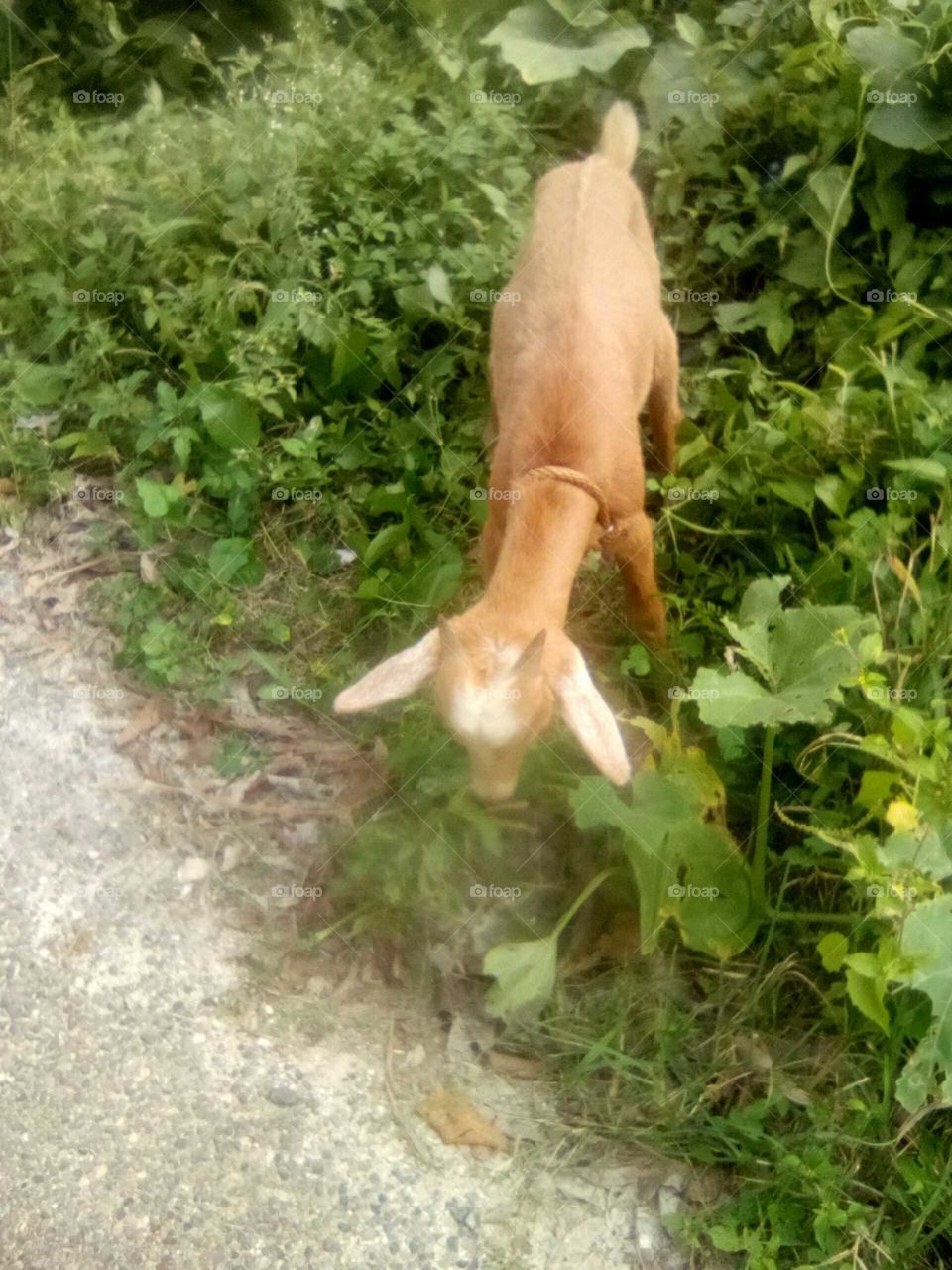 many people enjoyed eat in goat an drink in ma much water b but I see goat as my animal I do not eat them but I love to look at them