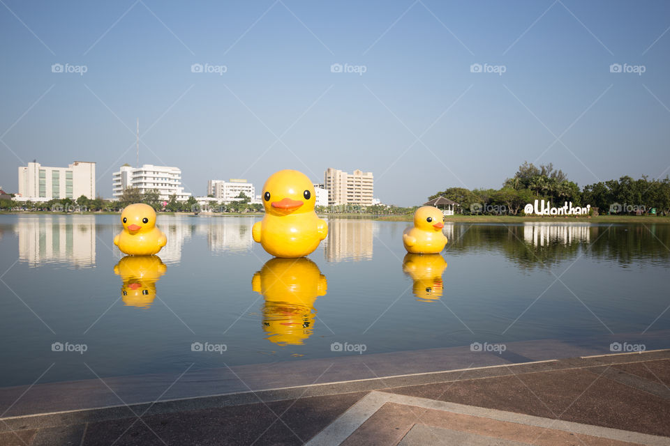 Big duck in the pond