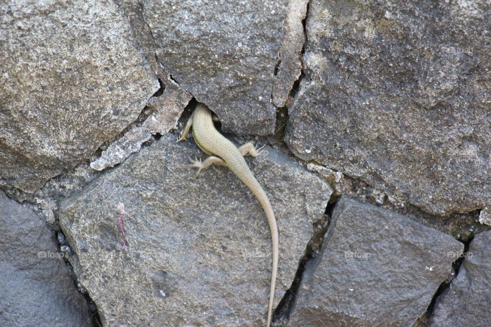rock hole nesting lizard