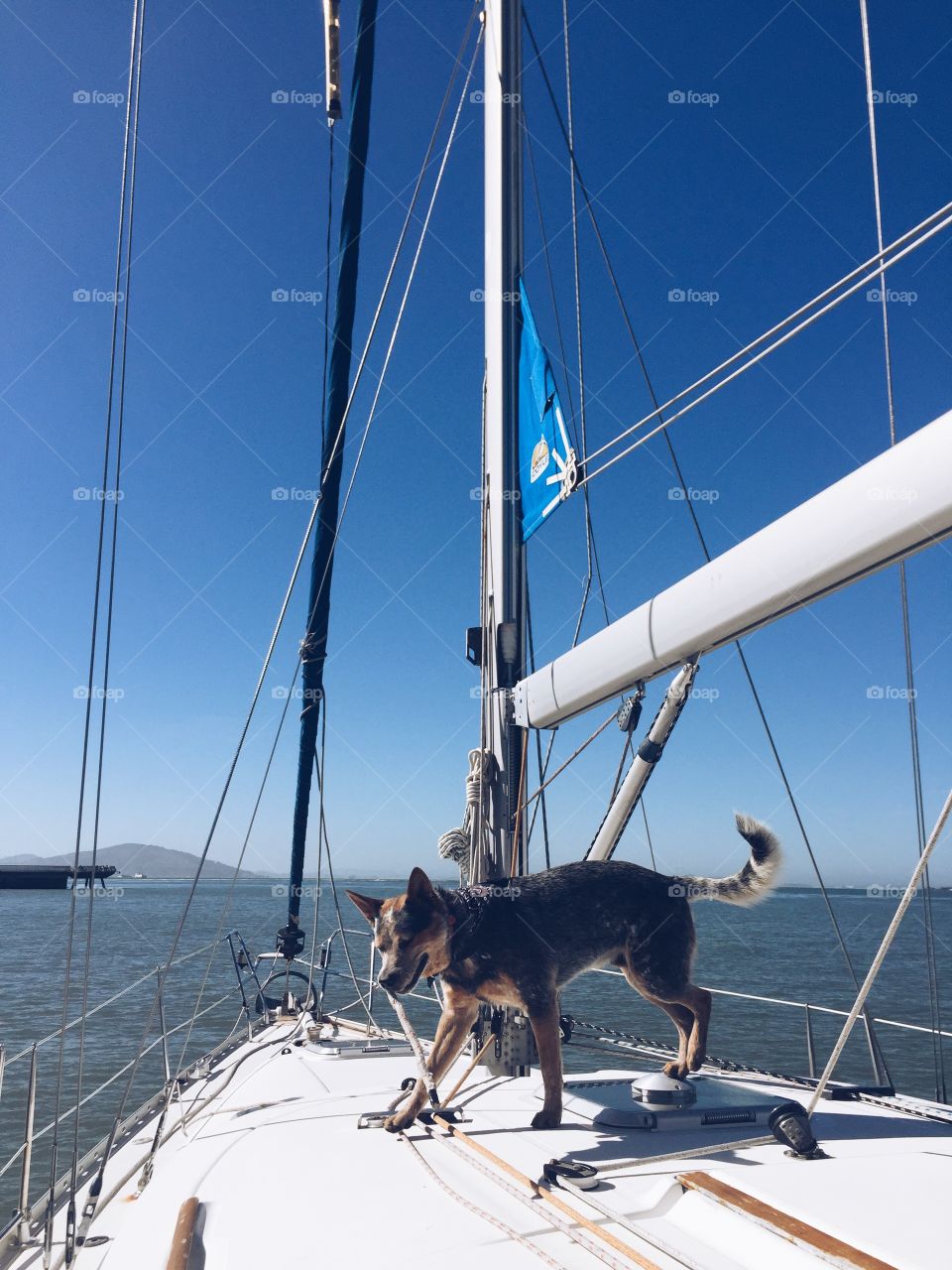 sailing with the water dog