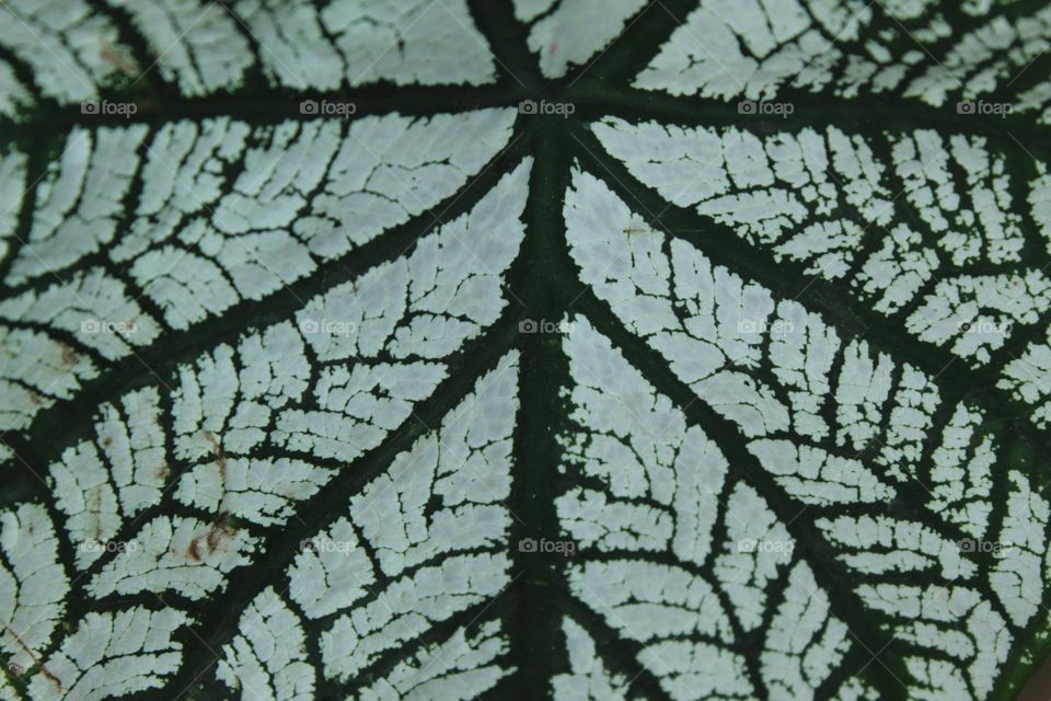 leaf close up