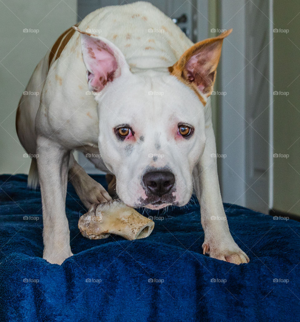 American staffordshire terrier gnawing bone on the couch