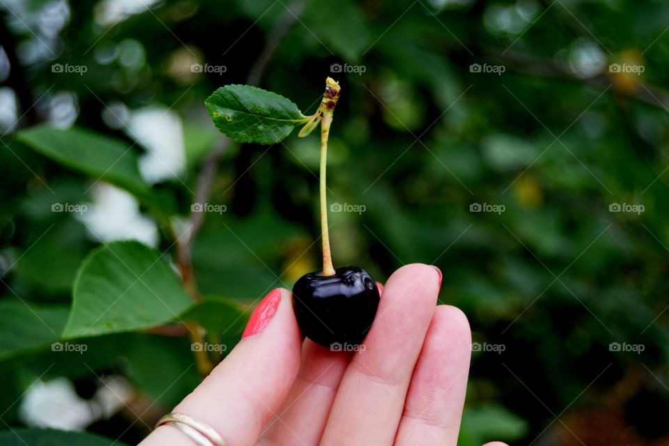 Cherry in hand 
