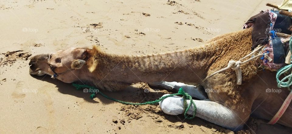 Sleepy camel on sand.