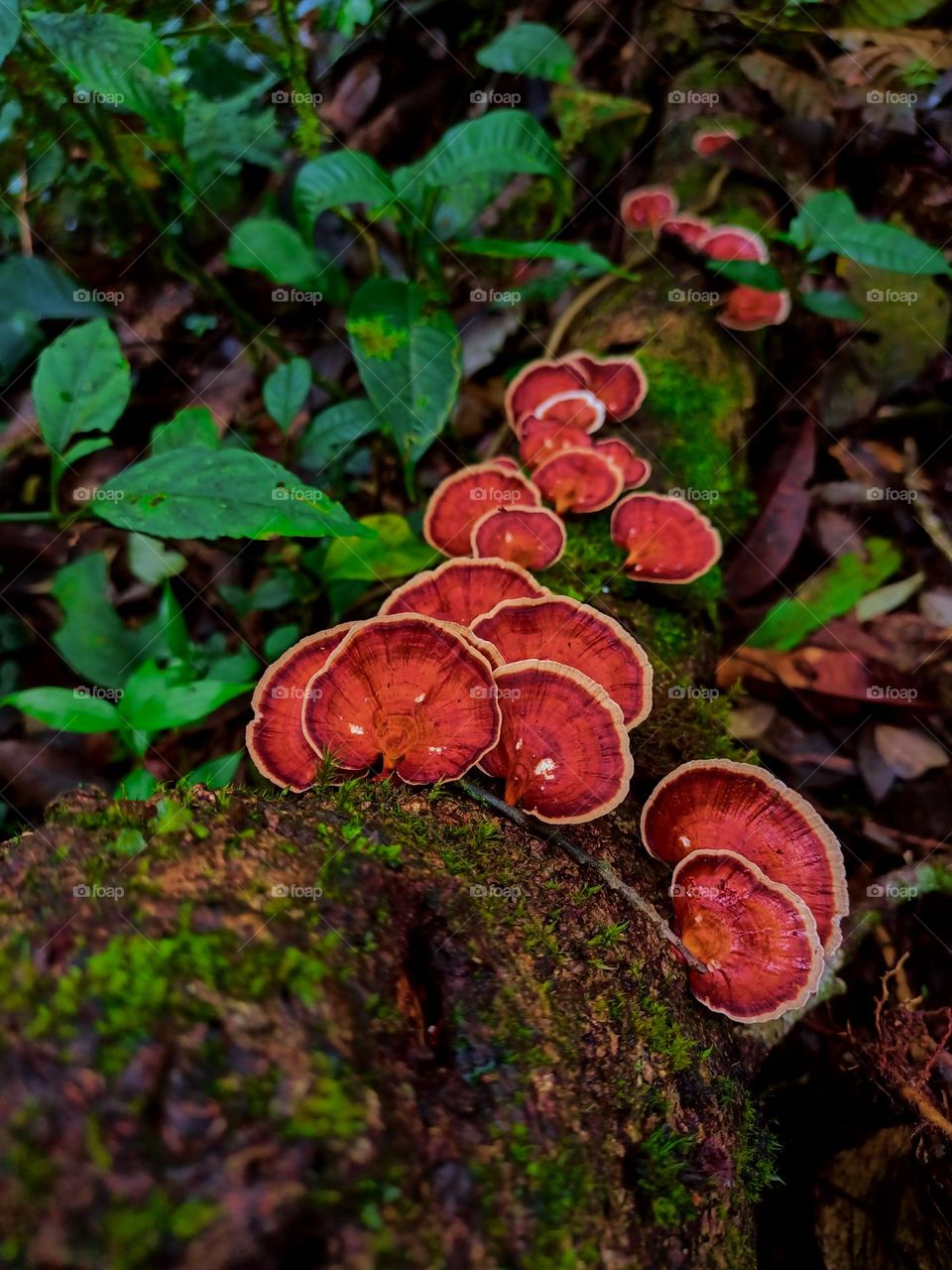 Wild mushrooms (microporus) grow in clusters on the forest floor